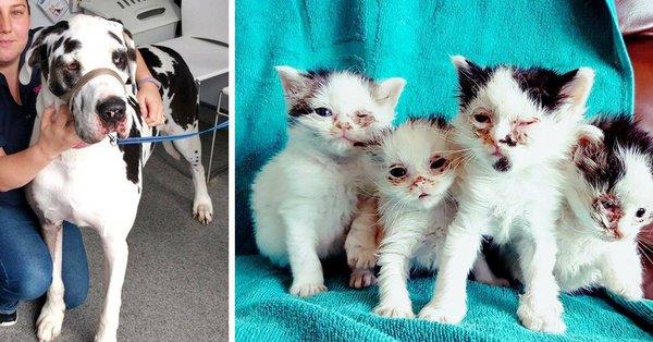 두 눈을 힘겹게 뜨던 아기 고양이들은 대형견 할리의 혈액을 기부받아 건강을 되찾을 수 있었다. 트위터@Rescue Me Animal Sanctuary