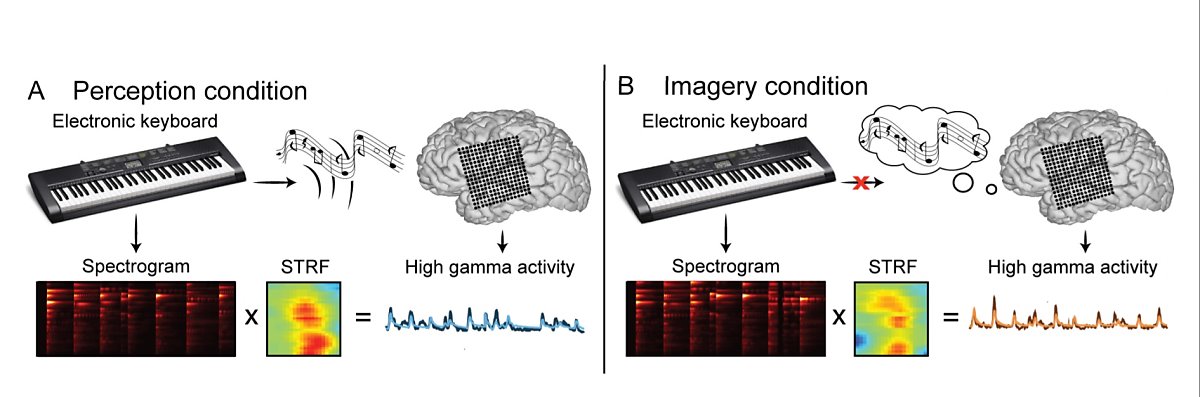 스위스, 독일, 프랑스, 미국 공동연구진은 실제 음이 들리지 않는 상태에서 머릿 속으로만 음악을 상상하고 연주했을 때 뇌에서 어떤 일이 벌어지는지에 대한 연구를 수행했다. 출처 : EPFL