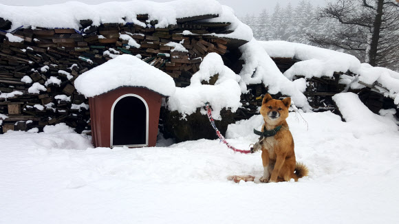 우리 집에도 겨울이 왔네