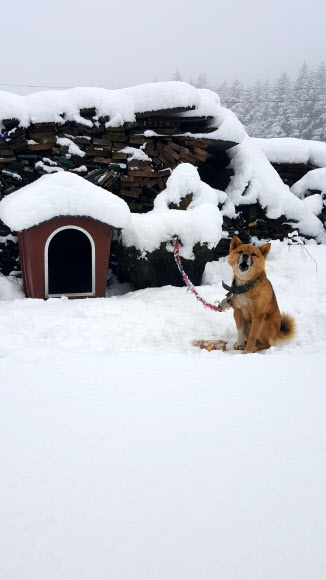 우리 집에도 겨울이 왔네
