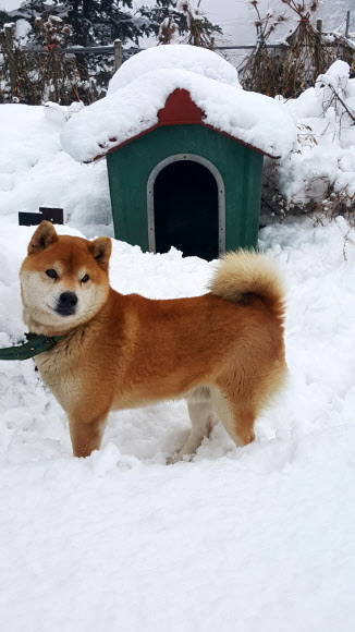 눈밭에서 놀고 싶다
