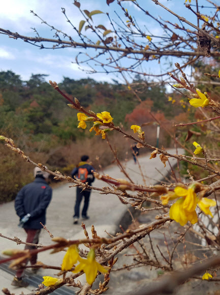 겨울에 핀 부산 개나리