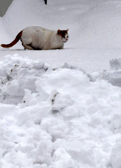 눈밭이 좋구나