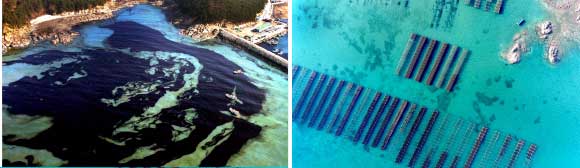 2007년 12월 충남 태안 앞바다가 검은색 기름으로 뒤덮여 있다(왼쪽). 사고 이후 10년이 지난 태안 의항의 굴 양식장과 바다가 에메랄드 빛깔을 띠고 있다(오른쪽).