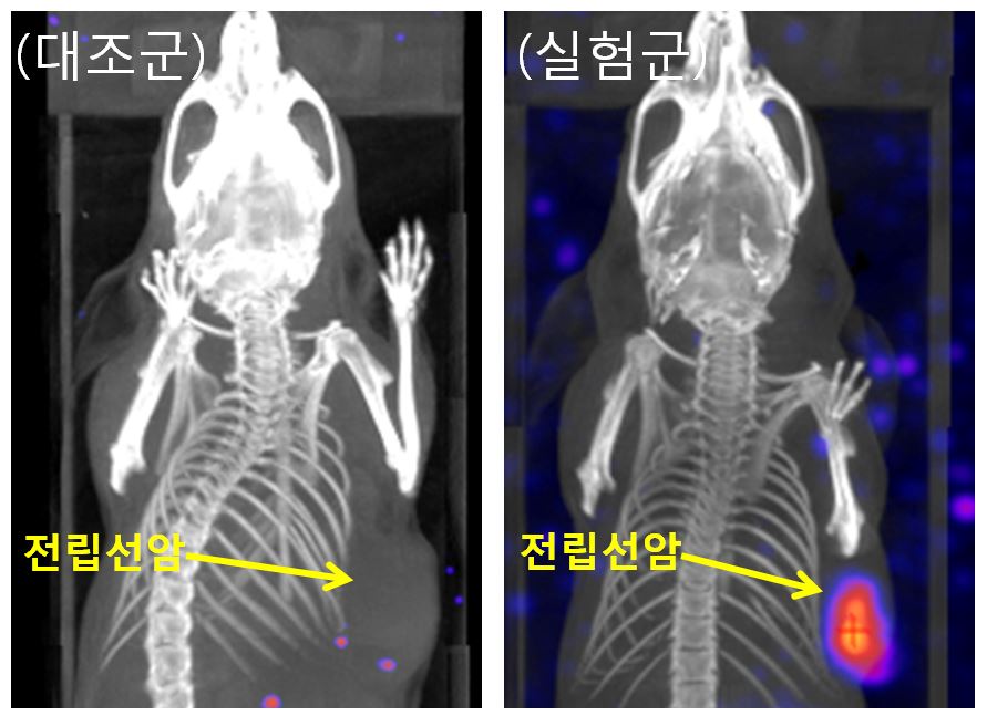 전립선암에 걸린 생쥐와 치료제를 투여한 전립선암 생쥐를 찍은 영상 한국원자력연구원 제공