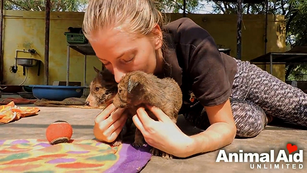 Animal Aid Unlimited, India youtube  최근 인도 라자스탄의 한 도로 옆 공터에서 드럼통에서 흘러나온 기름에 몸이 붙어 꼼짝달싹 못 하는 강아지 세 마리가 동물구조센터 ‘Animal Aid Unlimited’에 의해 구조됐다.