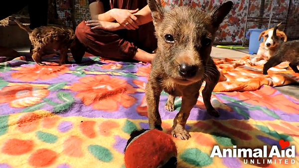 Animal Aid Unlimited, India youtube  최근 인도 라자스탄의 한 도로 옆 공터에서 드럼통에서 흘러나온 기름에 몸이 붙어 꼼짝달싹 못 하는 강아지 세 마리가 동물구조센터 ‘Animal Aid Unlimited’에 의해 구조됐다.