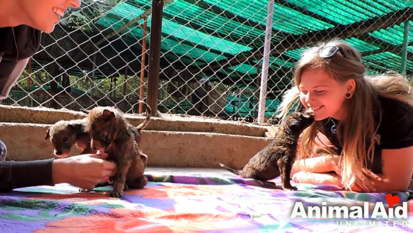 Animal Aid Unlimited, India youtube  최근 인도 라자스탄의 한 도로 옆 공터에서 드럼통에서 흘러나온 기름에 몸이 붙어 꼼짝달싹 못 하는 강아지 세 마리가 동물구조센터 ‘Animal Aid Unlimited’에 의해 구조됐다.