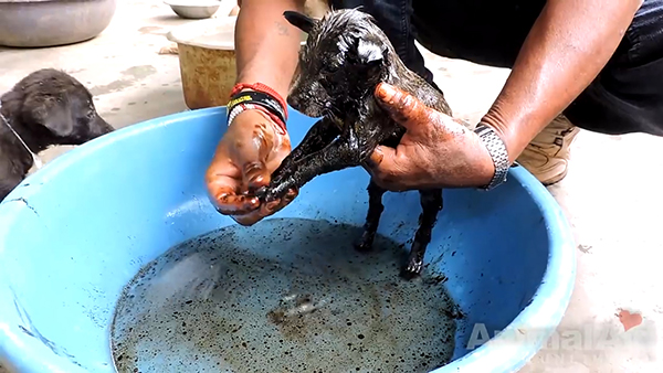 Animal Aid Unlimited, India youtube  최근 인도 라자스탄의 한 도로 옆 공터에서 드럼통에서 흘러나온 기름에 몸이 붙어 꼼짝달싹 못 하는 강아지 세 마리가 동물구조센터 ‘Animal Aid Unlimited’에 의해 구조됐다.