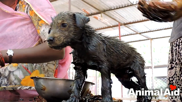 Animal Aid Unlimited, India youtube  최근 인도 라자스탄의 한 도로 옆 공터에서 드럼통에서 흘러나온 기름에 몸이 붙어 꼼짝달싹 못 하는 강아지 세 마리가 동물구조센터 ‘Animal Aid Unlimited’에 의해 구조됐다.
