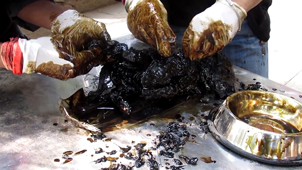 Animal Aid Unlimited, India youtube  최근 인도 라자스탄의 한 도로 옆 공터에서 드럼통에서 흘러나온 기름에 몸이 붙어 꼼짝달싹 못 하는 강아지 세 마리가 동물구조센터 ‘Animal Aid Unlimited’에 의해 구조됐다.