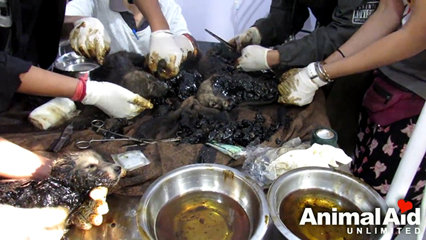 Animal Aid Unlimited, India youtube  최근 인도 라자스탄의 한 도로 옆 공터에서 드럼통에서 흘러나온 기름에 몸이 붙어 꼼짝달싹 못 하는 강아지 세 마리가 동물구조센터 ‘Animal Aid Unlimited’에 의해 구조됐다.