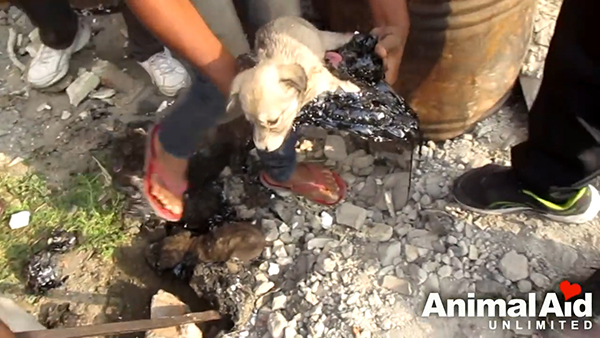 Animal Aid Unlimited, India youtube  최근 인도 라자스탄의 한 도로 옆 공터에서 드럼통에서 흘러나온 기름에 몸이 붙어 꼼짝달싹 못 하는 강아지 세 마리가 동물구조센터 ‘Animal Aid Unlimited’에 의해 구조됐다.