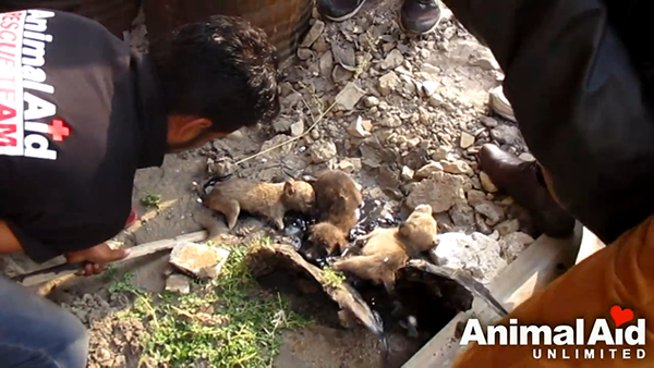 Animal Aid Unlimited, India youtube  최근 인도 라자스탄의 한 도로 옆 공터에서 드럼통에서 흘러나온 기름에 몸이 붙어 꼼짝달싹 못 하는 강아지 세 마리가 동물구조센터 ‘Animal Aid Unlimited’에 의해 구조됐다.