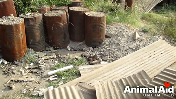 Animal Aid Unlimited, India youtube  최근 인도 라자스탄의 한 도로 옆 공터에서 드럼통에서 흘러나온 기름에 몸이 붙어 꼼짝달싹 못 하는 강아지 세 마리가 동물구조센터 ‘Animal Aid Unlimited’에 의해 구조됐다.