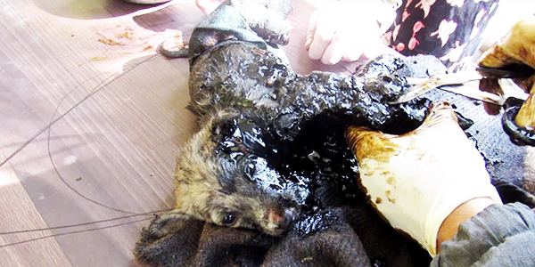 Animal Aid Unlimited, India youtube  최근 인도 라자스탄의 한 도로 옆 공터에서 드럼통에서 흘러나온 기름에 몸이 붙어 꼼짝달싹 못 하는 강아지 세 마리가 동물구조센터 ‘Animal Aid Unlimited’에 의해 구조됐다.