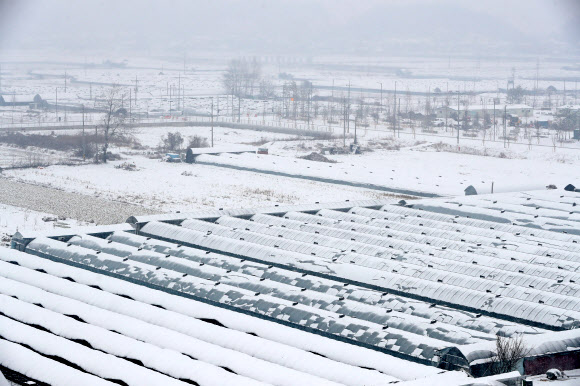 겨울옷 입은 비닐하우스