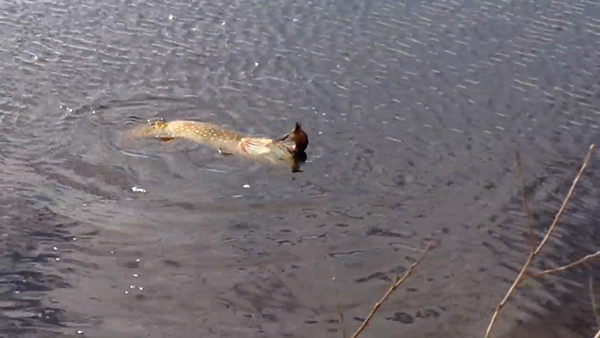 유튜브 영상 캡처. Chris Verheul.