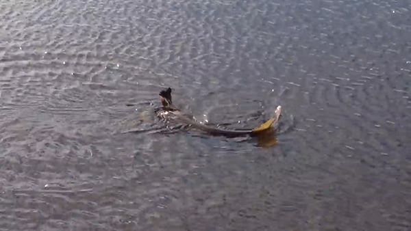 유튜브 영상 캡처. Chris Verheul.