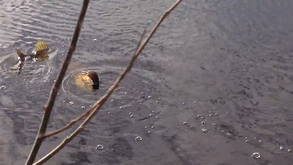 유튜브 영상 캡처. Chris Verheul.