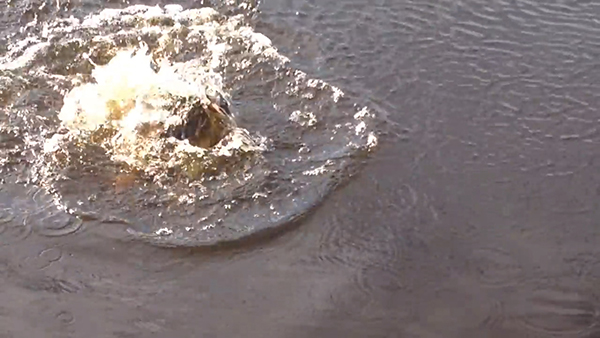 유튜브 영상 캡처. Chris Verheul.