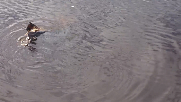 유튜브 영상 캡처. Chris Verheul.