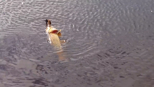 유튜브 영상 캡처. Chris Verheul.