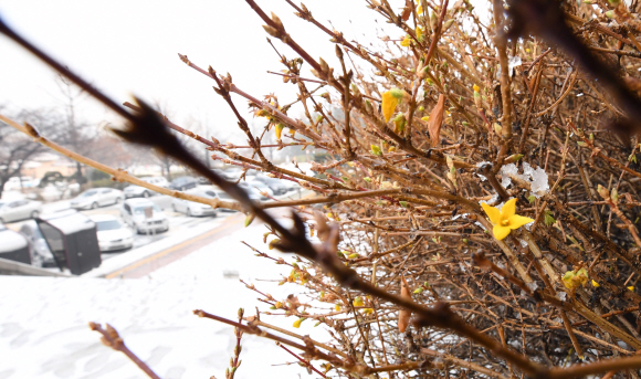 서울과 경기 등 중북부지역에 많은 눈이 내린 10일 오전 서울 여의도 국회의사당 화단에  계절을 잊고 꽃망울을 터트린 개나리가 눈길을 끌고 있다. 기상청은 ”오늘 밤부터 기온이 떨어져 내일부터 당분간 매우 춥겠다”고 예보했다. 2017.12.10. 이종원 선임기자 jongwon@seoul.co.kr