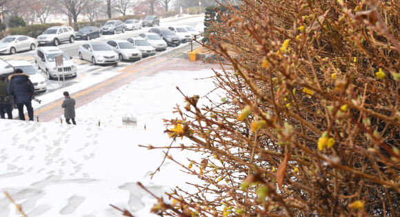 서울과 경기 등 중북부지역에 많은 눈이 내린 10일 오전 서울 여의도 국회의사당 화단에  계절을 잊고 꽃망울을 터트린 개나리가 눈길을 끌고 있다. 기상청은 ”오늘 밤부터 기온이 떨어져 내일부터 당분간 매우 춥겠다”고 예보했다. 2017.12.10. 이종원 선임기자 jongwon@seoul.co.kr