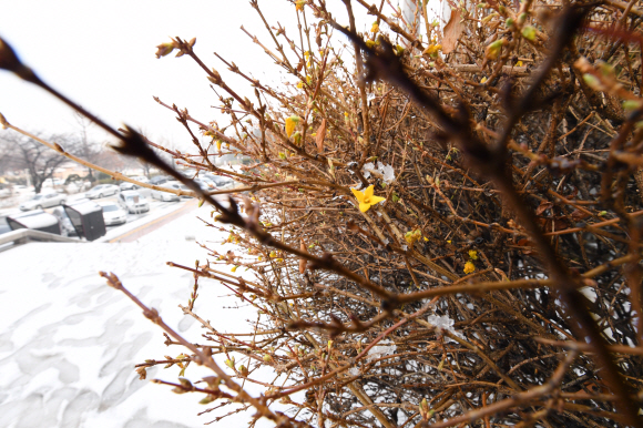 서울과 경기 등 중북부지역에 많은 눈이 내린 10일 오전 서울 여의도 국회의사당 화단에  계절을 잊고 꽃망울을 터트린 개나리가 눈길을 끌고 있다. 기상청은 ”오늘 밤부터 기온이 떨어져 내일부터 당분간 매우 춥겠다”고 예보했다. 2017.12.10. 이종원 선임기자 jongwon@seoul.co.kr