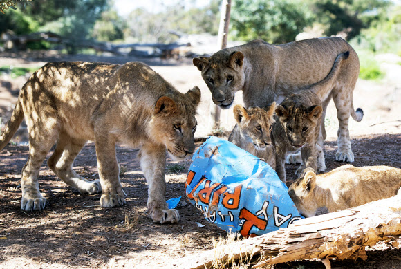 사자 새끼들이 13일(현지시간) 호주 멜버른 웨리비 오픈 레인지 동물원에서 첫번째 생일 선물을 받고 관심을 보이고 있다. EPA 연합뉴스