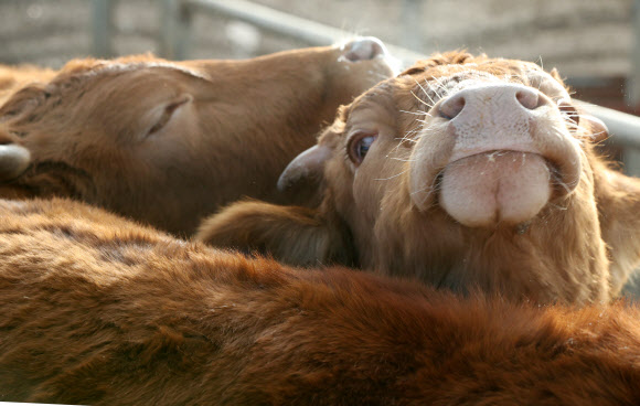 친구 곁이 최고야