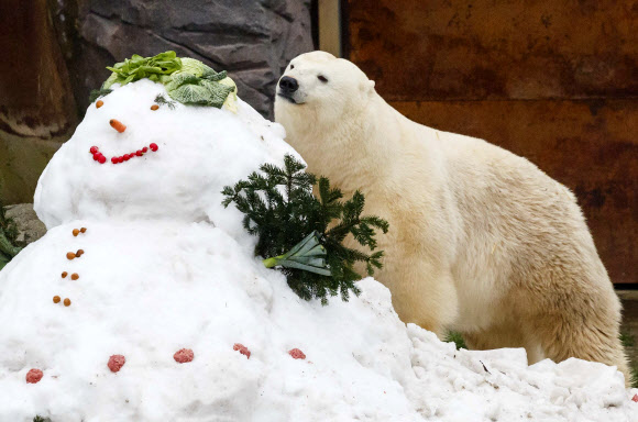 어린 암컷 북극곰이 19일(현지시간) 독일 하노버의 동물원에서 먹이가 장식된 눈사람을 살펴보고 있다. AP 연합뉴스