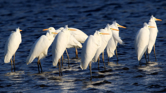 3일 강원 강릉시 남대천에서 백로 무리가 한곳에 모여 머리를 파묻고 추위를 견디고 있다. 강원 중북부 산지와 내륙에는 한파특보가 이틀째 발효 중이고 이날 홍천 내면의 아침 기온이 영하 19.2도를 기록하는 등 새해 벽두부터 한파가 기승을 부렸다.  연합뉴스