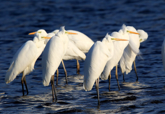 3일 강원 강릉시 남대천에서 백로 무리가 한곳에 모여 머리를 파묻고 추위를 견디고 있다. 강원 중북부 산지와 내륙에는 한파특보가 이틀째 발효 중이고 이날 홍천 내면의 아침 기온이 영하 19.2도를 기록하는 등 새해 벽두부터 한파가 기승을 부렸다.  연합뉴스