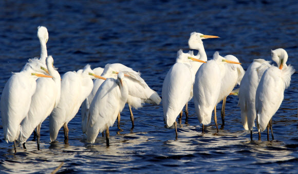 3일 강원 강릉시 남대천에서 백로 무리가 한곳에 모여 머리를 파묻고 추위를 견디고 있다. 강원 중북부 산지와 내륙에는 한파특보가 이틀째 발효 중이고 이날 홍천 내면의 아침 기온이 영하 19.2도를 기록하는 등 새해 벽두부터 한파가 기승을 부렸다.  연합뉴스