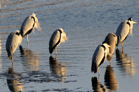 3일 강원 강릉시 남대천에서 왜가리 무리가 머리를 파묻고 추위를 견디고 있다. 강원 중북부 산지와 내륙에는 한파특보가 이틀째 발효 중이고 이날 홍천 내면의 아침 기온이 영하 19.2도를 기록하는 등 새해 벽두부터 한파가 기승을 부렸다.  연합뉴스