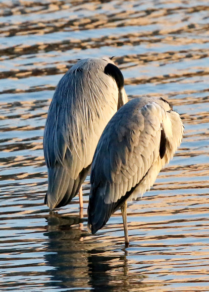 3일 강원 강릉시 남대천에서 왜가리 무리가 머리를 파묻고 추위를 견디고 있다. 강원 중북부 산지와 내륙에는 한파특보가 이틀째 발효 중이고 이날 홍천 내면의 아침 기온이 영하 19.2도를 기록하는 등 새해 벽두부터 한파가 기승을 부렸다.  연합뉴스