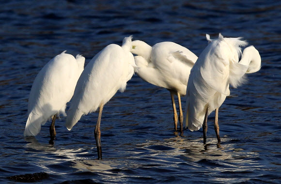3일 강원 강릉시 남대천에서 백로 무리가 한곳에 모여 머리를 파묻고 추위를 견디고 있다. 강원 중북부 산지와 내륙에는 한파특보가 이틀째 발효 중이고 이날 홍천 내면의 아침 기온이 영하 19.2도를 기록하는 등 새해 벽두부터 한파가 기승을 부렸다. 연합뉴스