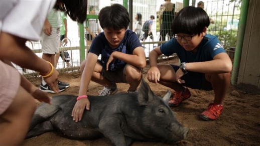 초등학교 교실에서 돼지를 키우며 아이들의 성장을 관찰하는 교육 실험 다큐멘터리 ‘다큐프라임- 번아웃 키즈’.<br>EBS 제공