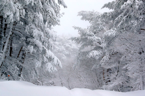 대설특보가 내려진 11일 오전 제주 한라산 1100도로가 완전히 눈에 덮여 절경을 선사하고 있다.  연합뉴스