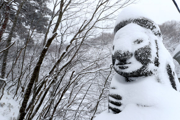 대설특보가 내려진 11일 오전 제주 한라산 1100도로에 설치된 돌하르방에 소복하게 눈이 쌓여 있다. 연합뉴스