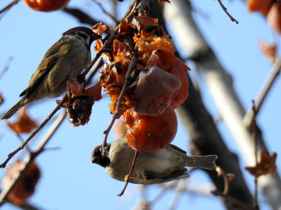 수은주가 영하 10도 아래까지 떨어진 11일 서울 종로구 누하동의 감나무를 찾은 참새가 까치 따위의 날짐승을 위해 남겨둔 ’까치밥’을 즐기고 있다.  연합뉴스
