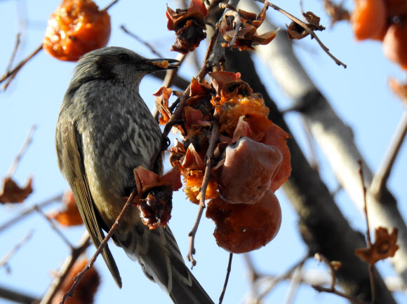 수은주가 영하 10도 아래까지 떨어진 11일 서울 종로구 누하동의 감나무를 찾은 직박구리가 까치 따위의 날짐승을 위해 남겨둔 ’까치밥’을 먹으려고 하고 있다.  연합뉴스