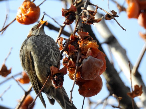 수은주가 영하 10도 아래까지 떨어진 11일 서울 종로구 누하동의 감나무를 찾은 직박구리가 까치 따위의 날짐승을 위해 남겨둔 ’까치밥’을 즐기고 있다. 연합뉴스