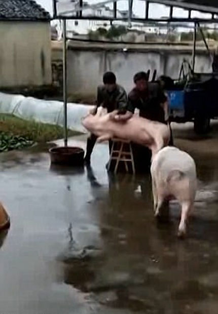 one n only, Mailonline, Newsflare