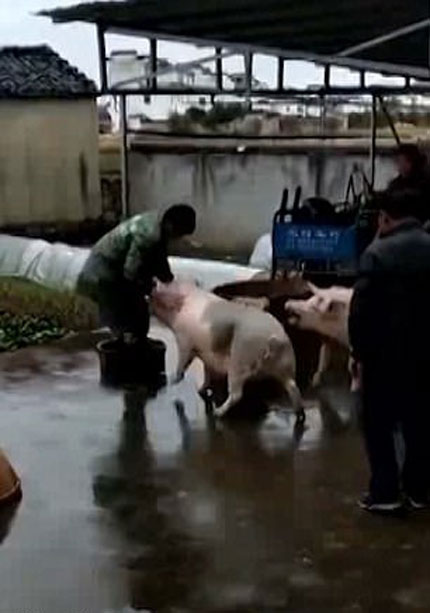 one n only, Mailonline, Newsflare