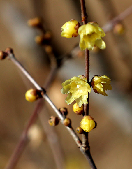 한파 이기고 꽃망울 터트린 납매