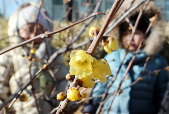 한파 속 꽃망울 터트린 ’한객’ 남매