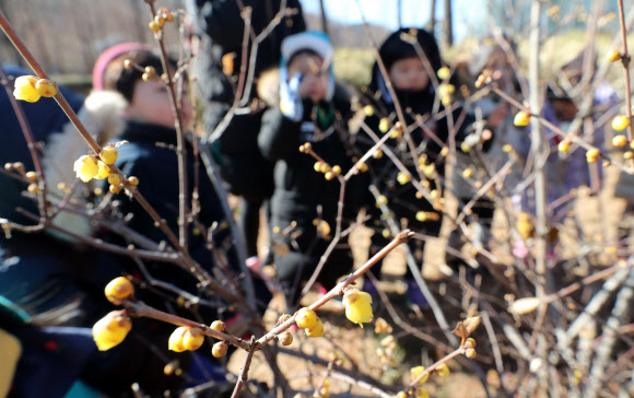 겨울에 피는 꽃 신기해요